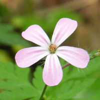 Wildflower Herb Robert